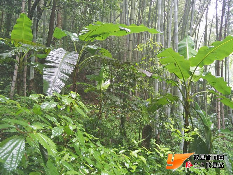 攸州秘境鸾山镇：八福垅峡谷
