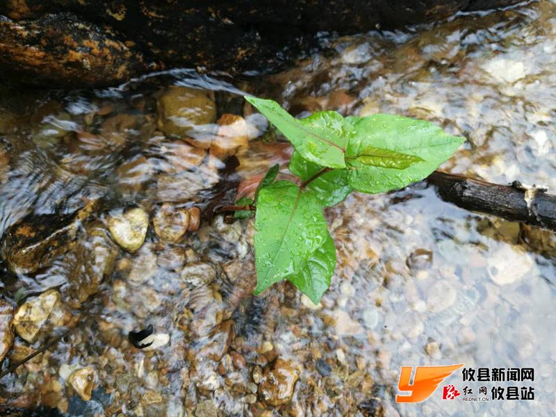 攸州秘境：鸾山镇南岸村：“二龙抢珠”