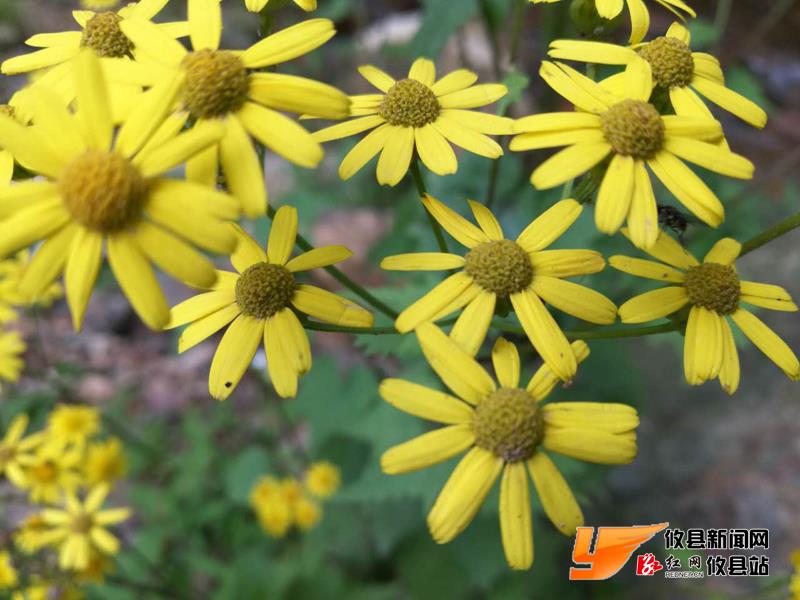 攸州秘境：鸾山镇南岸村：“二龙抢珠”