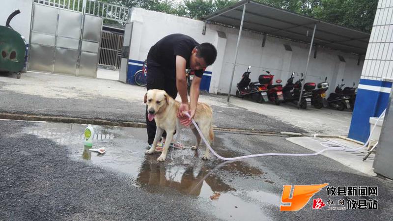 攸县警犬F4 抓贼炫酷呆萌样样行