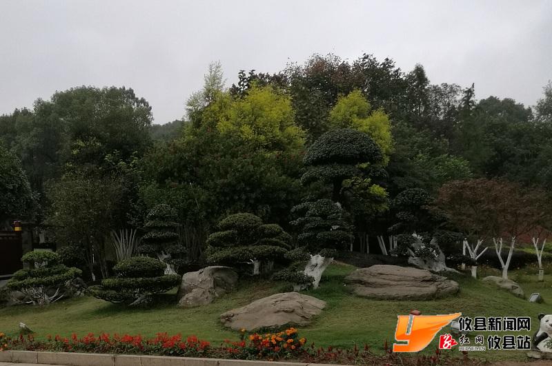 冬雾朦胧游人醉 落叶金枫别深秋