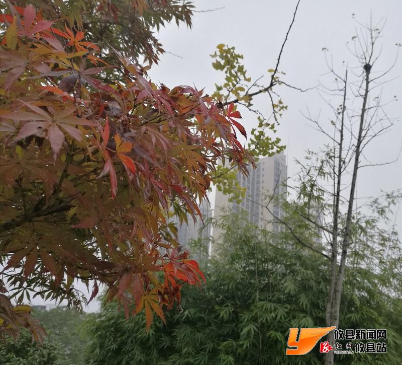 冬雾朦胧游人醉 落叶金枫别深秋