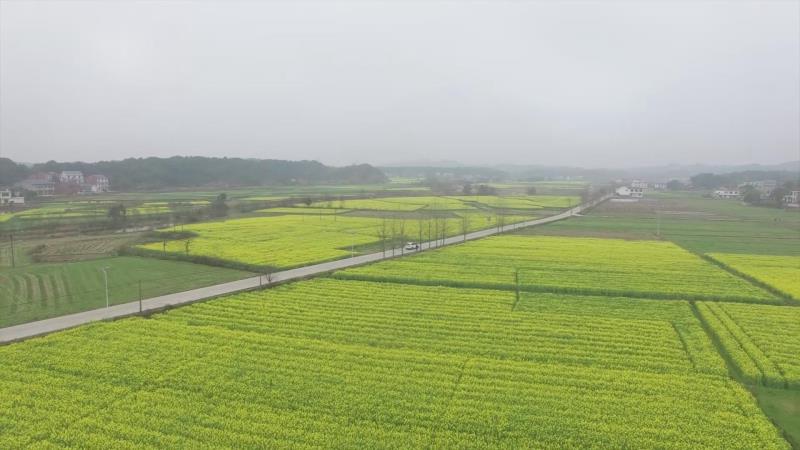 攸县居然有这么美的万亩油菜花海!