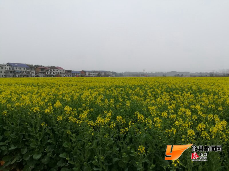 攸县居然有这么美的万亩油菜花海!