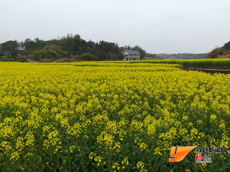 攸县居然有这么美的万亩油菜花海!