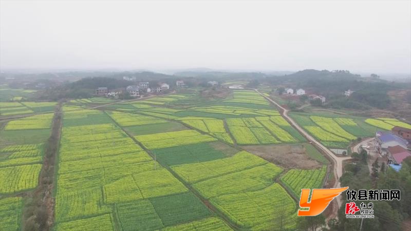攸县居然有这么美的万亩油菜花海!