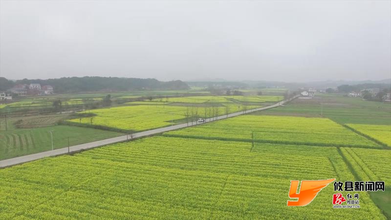 攸县居然有这么美的万亩油菜花海!