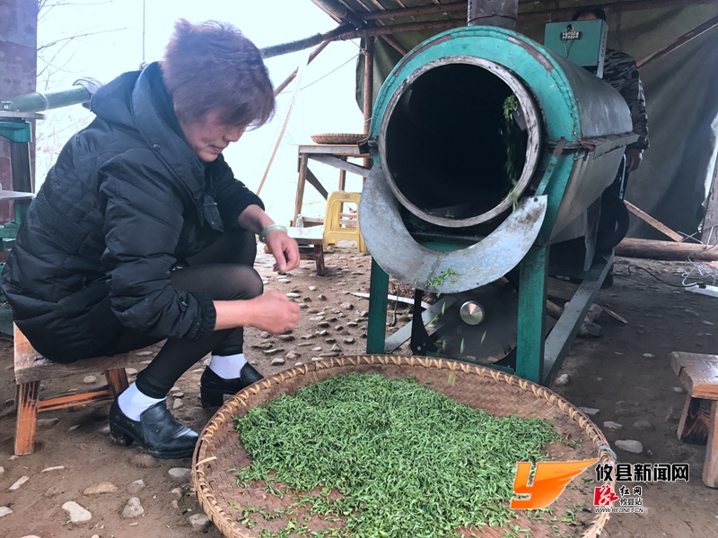 酒埠江春茶嫩春光媚 游客体验采茶忙