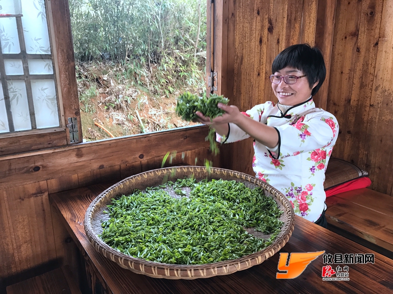酒埠江春茶嫩春光媚 游客体验采茶忙