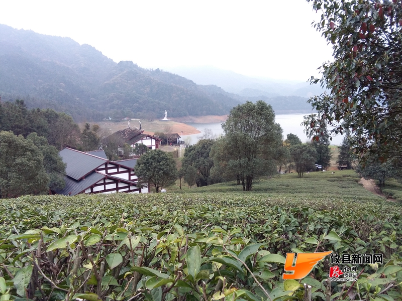 酒埠江春茶嫩春光媚 游客体验采茶忙