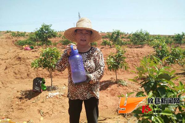 背靠大产业脱贫有保障 菜花坪镇：发展脐橙产业 助贫困户增收
