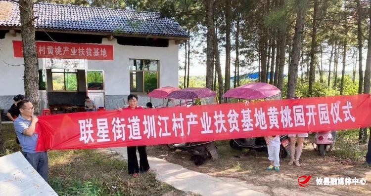【联星街道】圳江村：黄桃丰收  不忘乡亲
