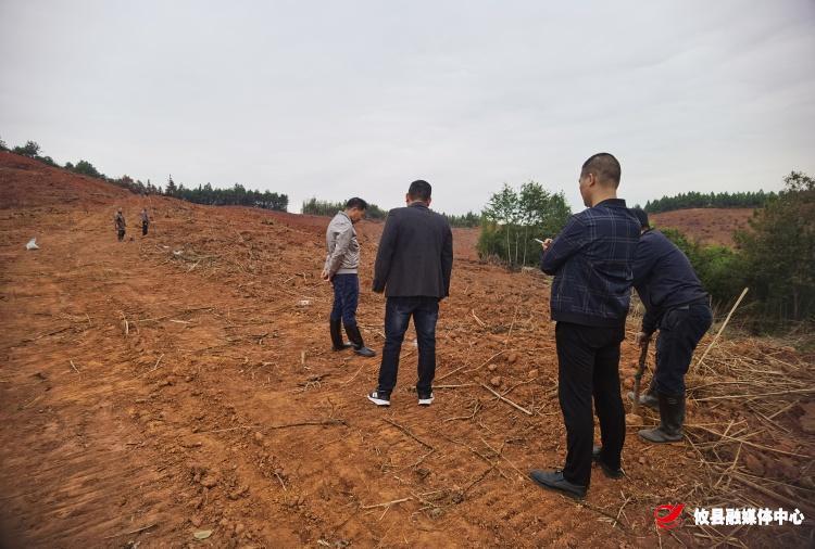 网岭镇北联村：秋季打造“两油”产业 助推乡村振兴