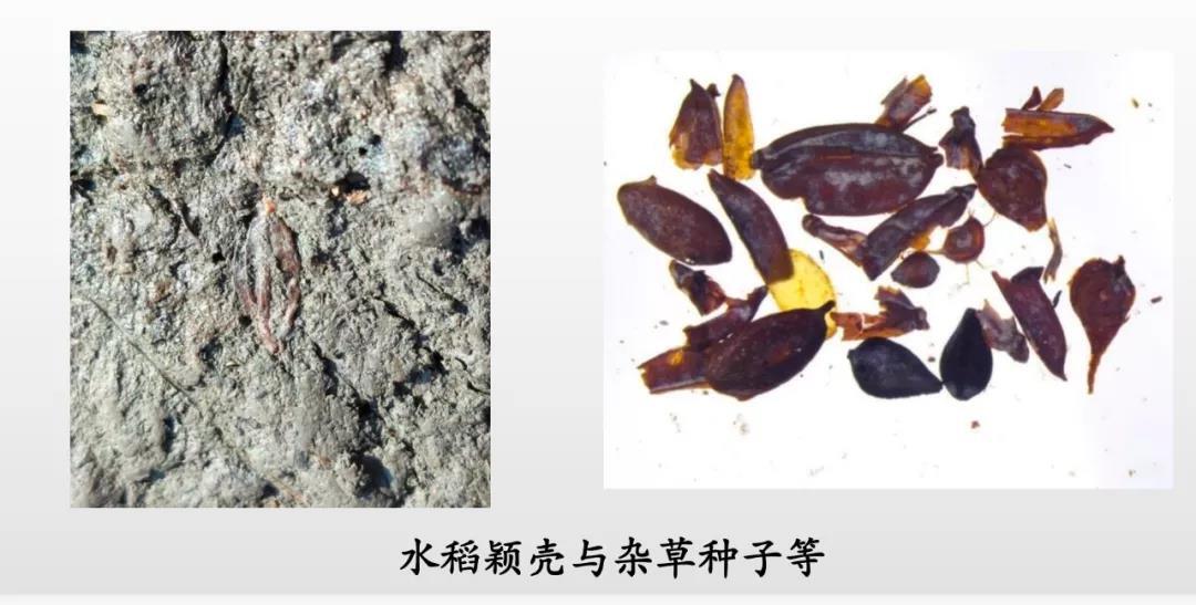 聚焦新石器时代重要考古发现和研究 国家文物局发布5项考古成果