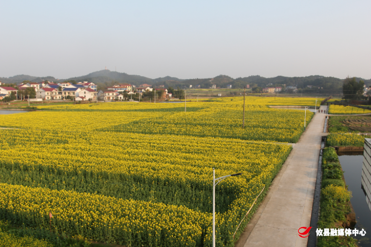 攸县宁家坪镇“四法”防范油菜冻害