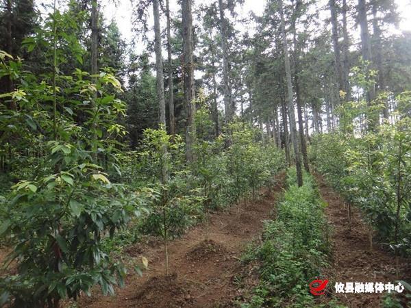 黄丰桥国有林场积极开展春季植树造林工作