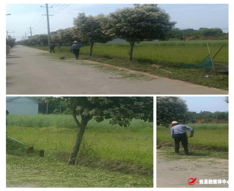 【党旗下的新时代文明实践】联星街道沙陵陂村：清理路边杂草创造良好环境