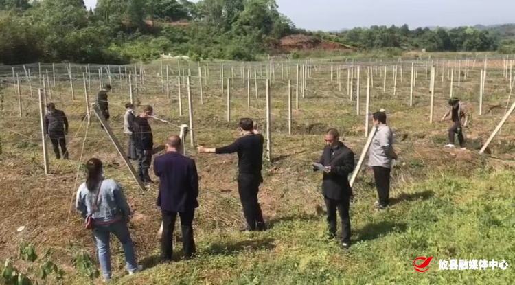 桃水镇：田间变课堂  这场党小组会既接地气又走心