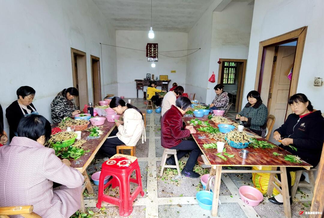 网岭镇巷口山村：油茶基地嫁接忙