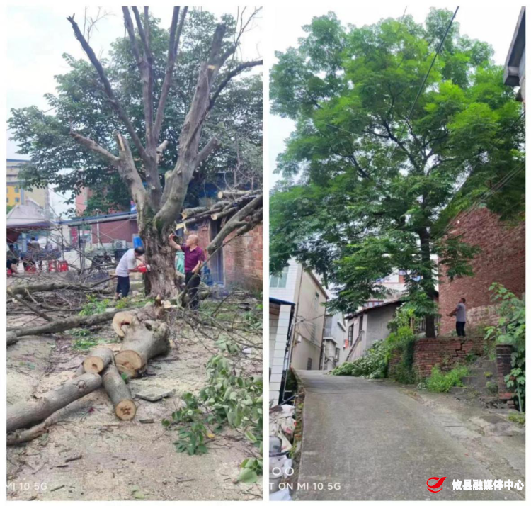 【党旗下的新时代文明实践】联星街道富康社区：清理危树，保障居民安全
