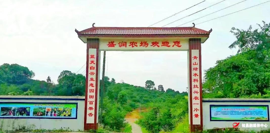 谭桥街道谭洲社区：300余亩黄桃园喜迎丰收