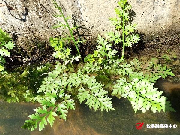 攸县发现国家二级濒危珍稀蕨类植物中日水蕨