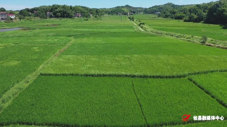 酒埠江灌区管理局：现代化改造助力抗旱保收