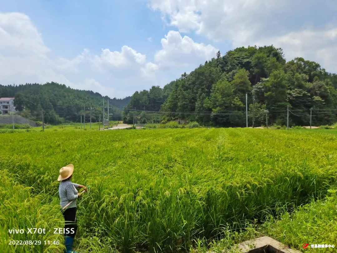 宁家坪镇坪双村：杂交水稻制种迎来丰收