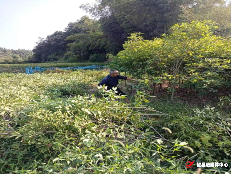 全力推进耕地恢复 让“良田”回归“粮田”