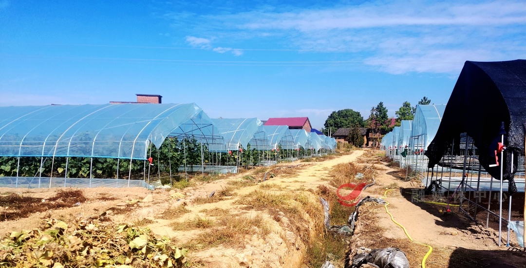 莲塘坳镇同联社区：200亩现代化蔬菜基地 优质优品种出好“钱景”