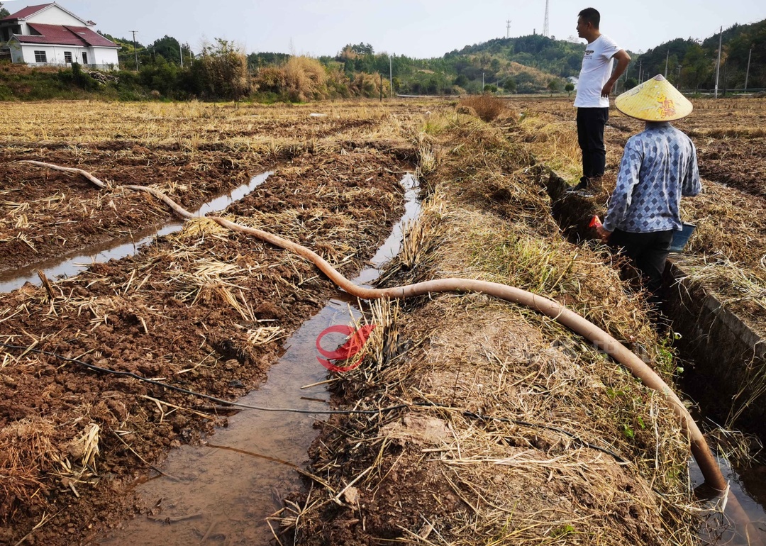 网岭镇兴和村：发动村民抗旱自救 为2800亩油菜地“解渴”