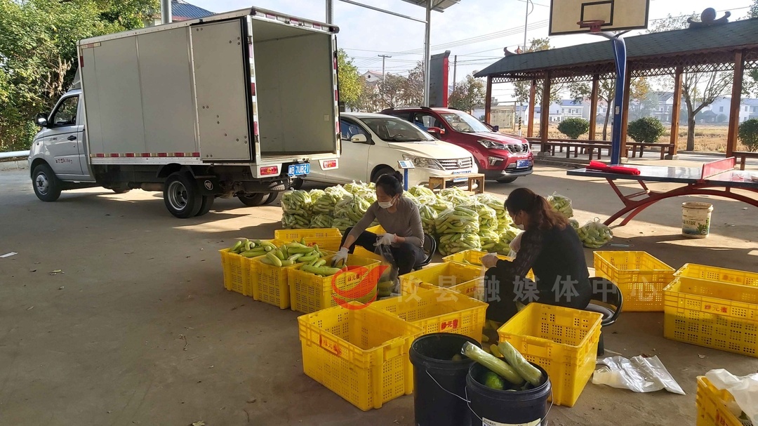 攸县90后人大代表捐赠3000余斤蔬菜驰援株洲 助力疫情防控