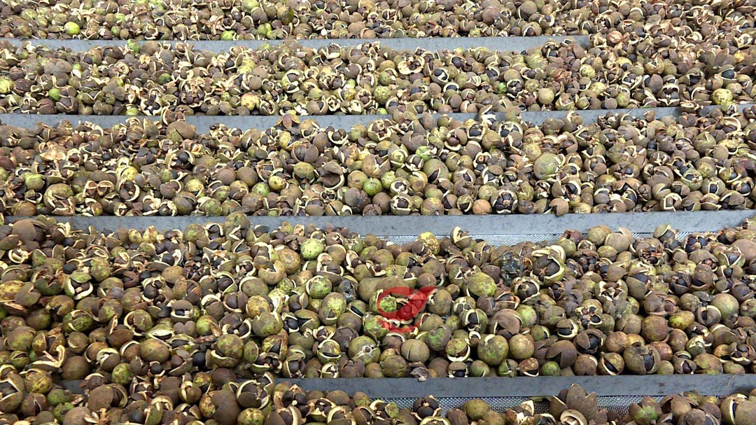 有谁收购野生油茶树