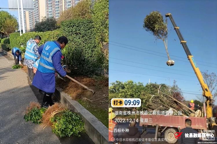 攸县市政园林服务中心：冬季补栽复绿正当时