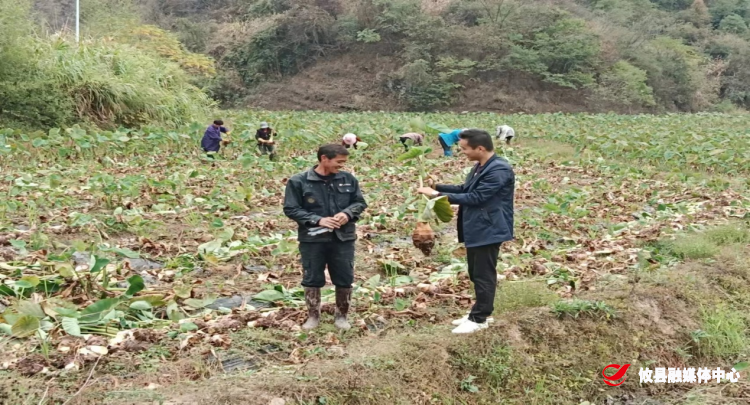 宁家坪镇下湾村：“小芋头”带来乡村振兴“大甜头”