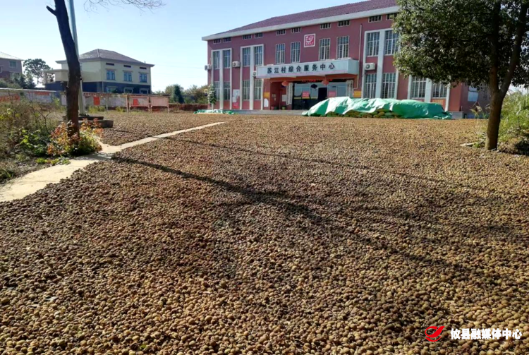 【共建“门前三小” 共享“攸美 ”生活】苏地留香久 江上红日升——记谭桥街道苏江村攸美·幸福屋场