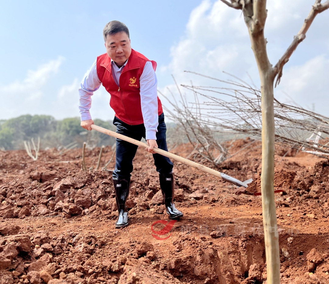植树添新绿 县领导带头参加全民义务植树活动