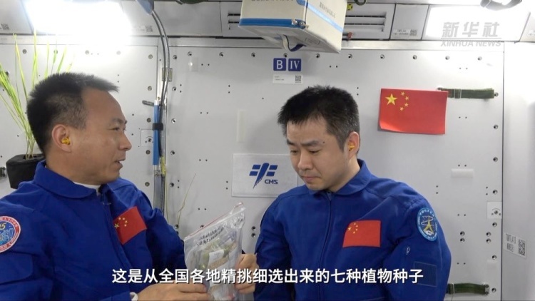 杂交稻种太空行