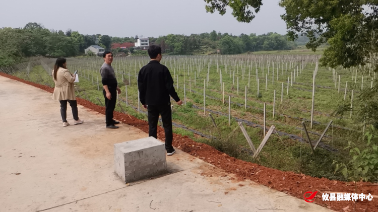 桃水镇：全力推进耕地恢复工作 切实守牢耕地保护红线和粮食安全底线