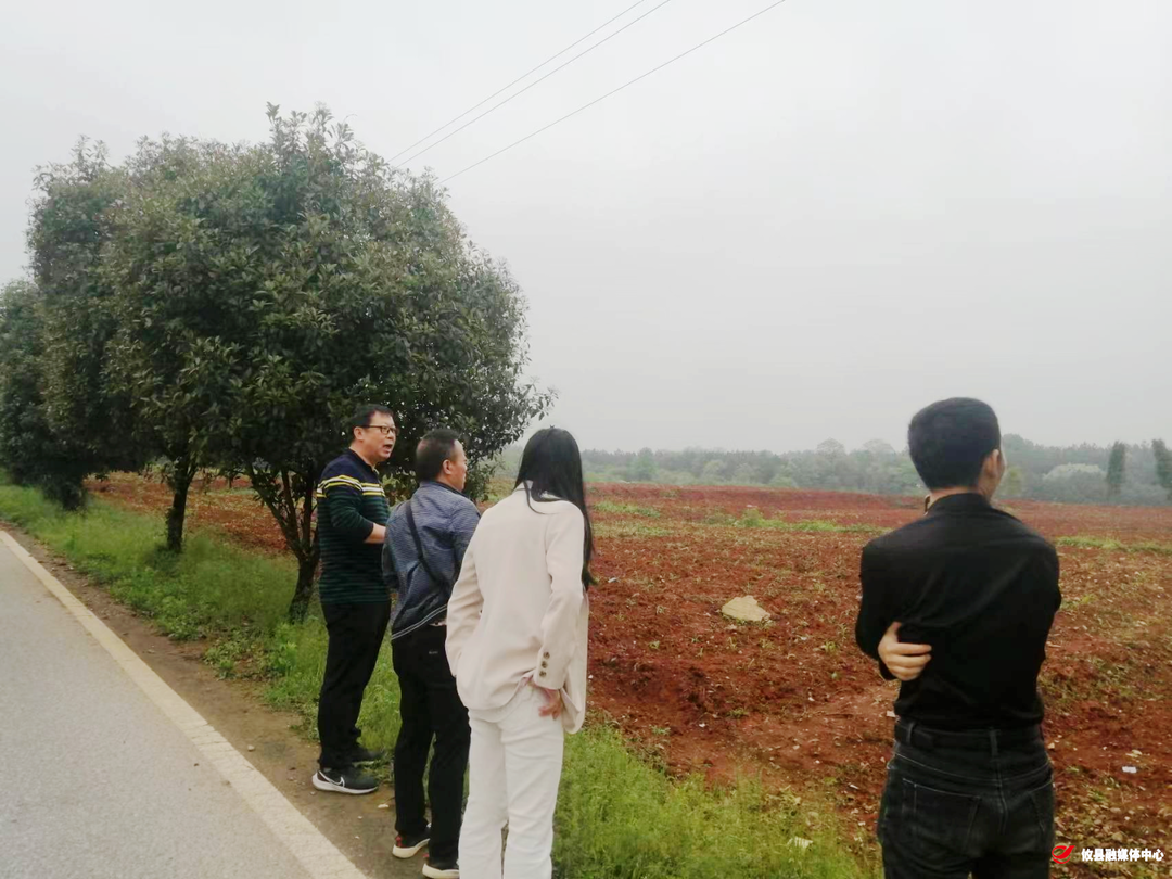 春联街道持续抓好耕地保护工作，“春苗行动”见成效