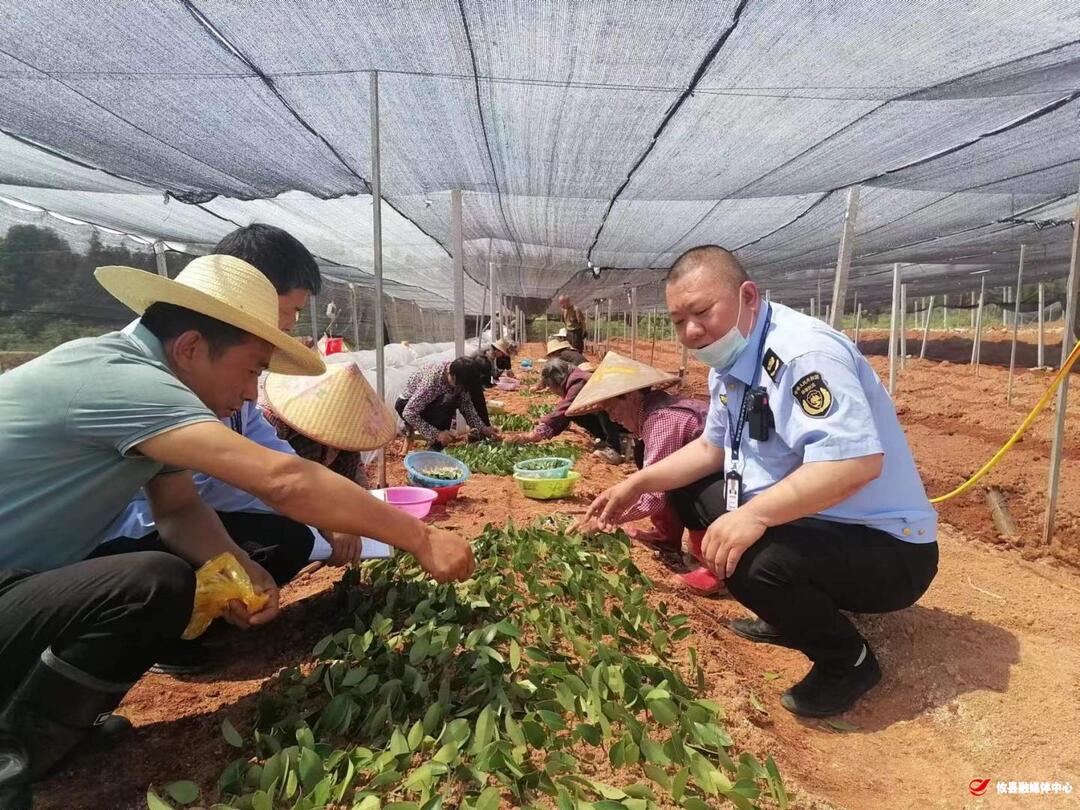 攸县林业局：执法普法两手抓，助力攸县油茶高质量发展