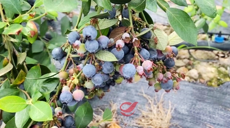 丫江桥镇：蓝莓丰收采摘忙 鲜果飘香产业旺