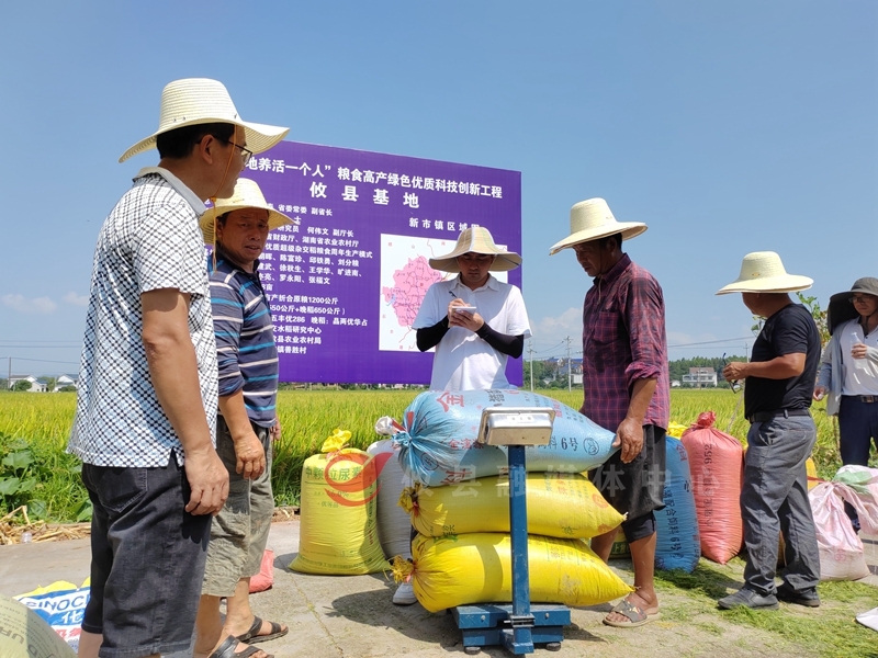 攸县：28万余亩早稻开始收割 超级稻“三一工程”现场测产“交卷”