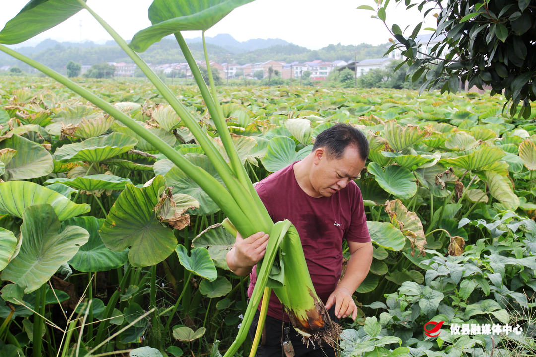 宁家坪镇：乡村振兴项目水，浇艳富民产业花