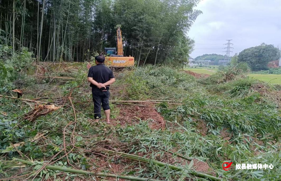 网岭镇：耕地恢复有成效 田间地头移栽忙