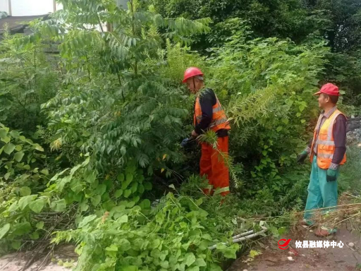 它被称为“恶魔之花”，见到后请立即铲除、举报！