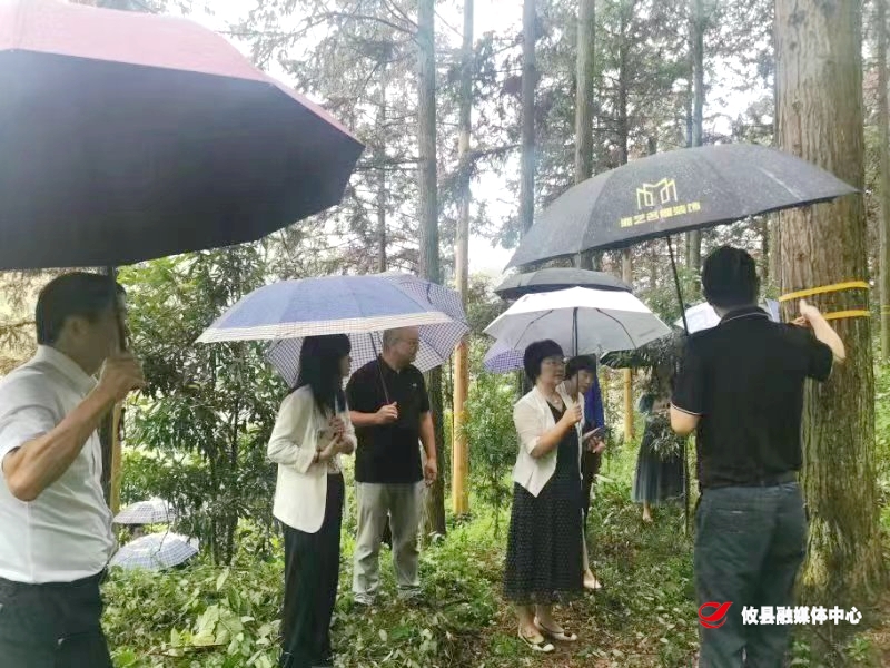 人民银行湖南省分行副行长楼航一行来攸调研金融支持林业资源开发工作