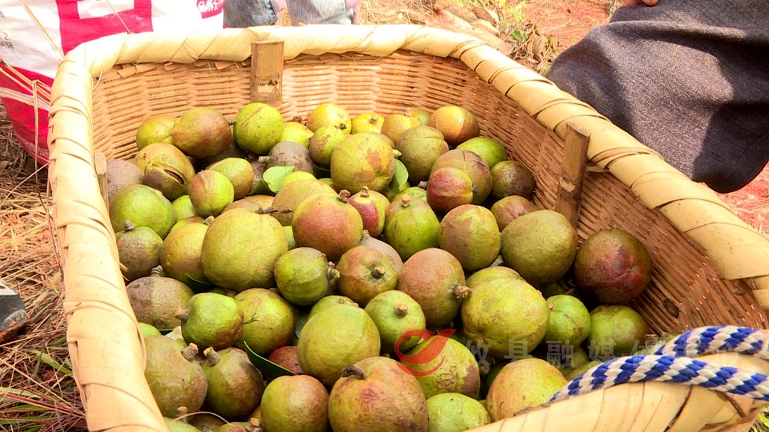 攸县52万亩油茶开摘