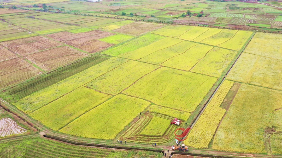 攸县：“三一工程”晚稻喜获丰收 亩产622公斤