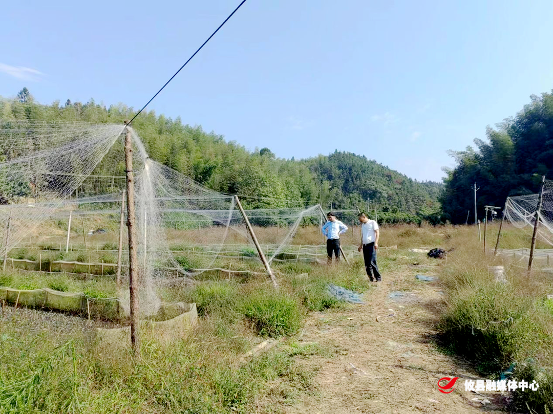 宁家坪镇：坚决遏制耕地“非农化”防止“非粮化”